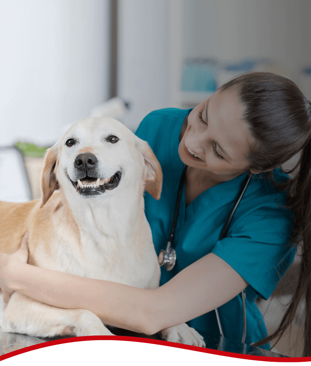 Veterinario online