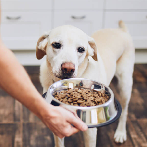 Alimento para mascotas