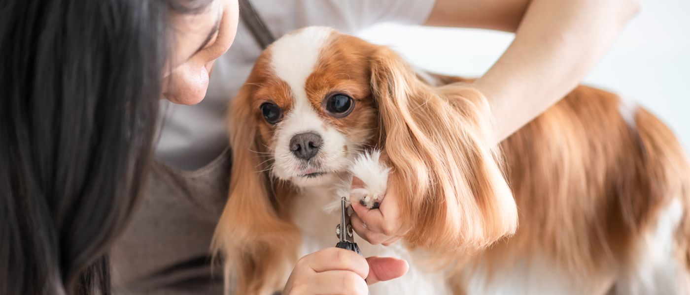 ¿Cómo realizar el corte de uñas a tu Master Dog?