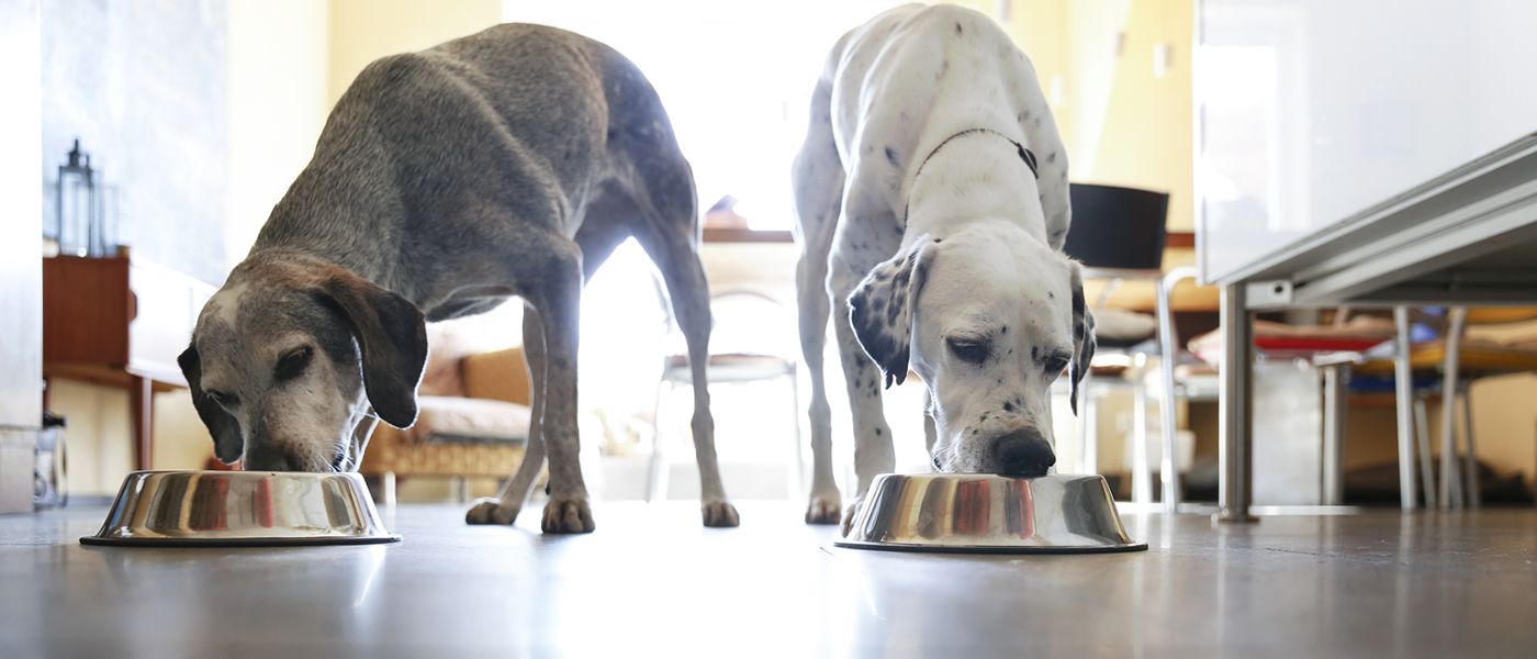 ¿Cómo realizar el cambio de alimento de tu Master Dog?