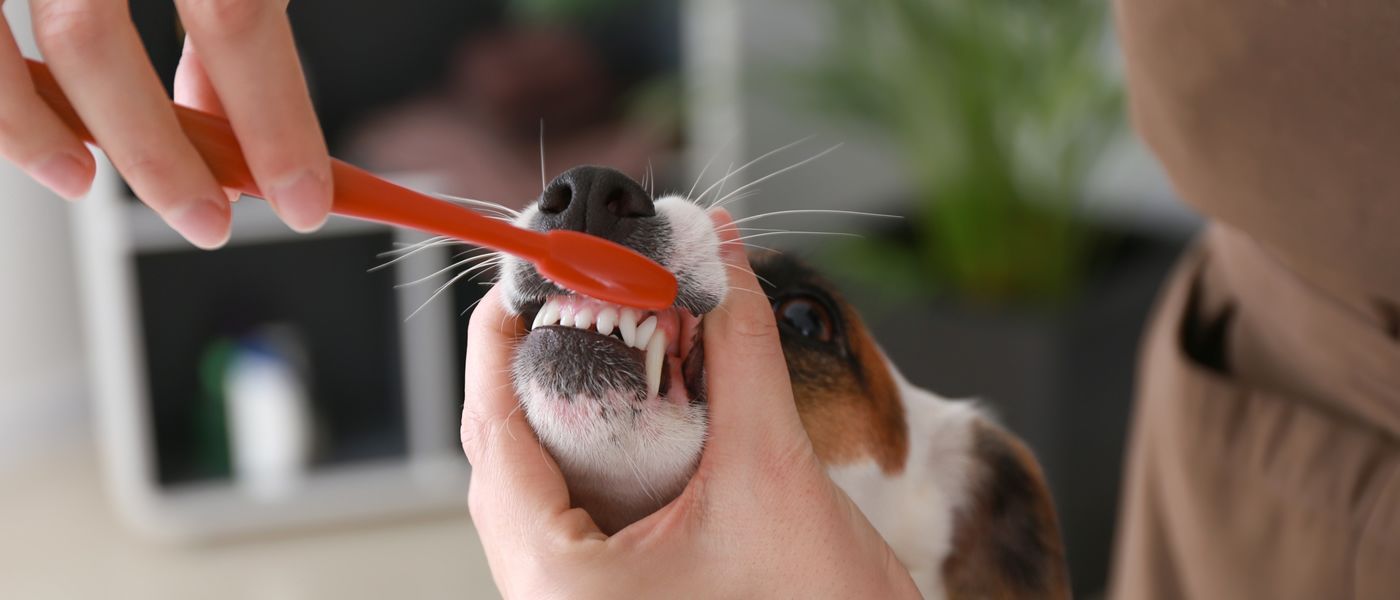 ¿Cómo lavarle los dientes a mi Master Dog?