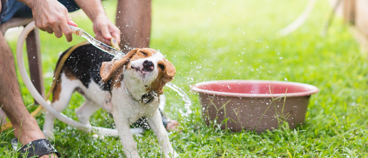 ¿Qué es un shock de calor y cómo prevenirlo?