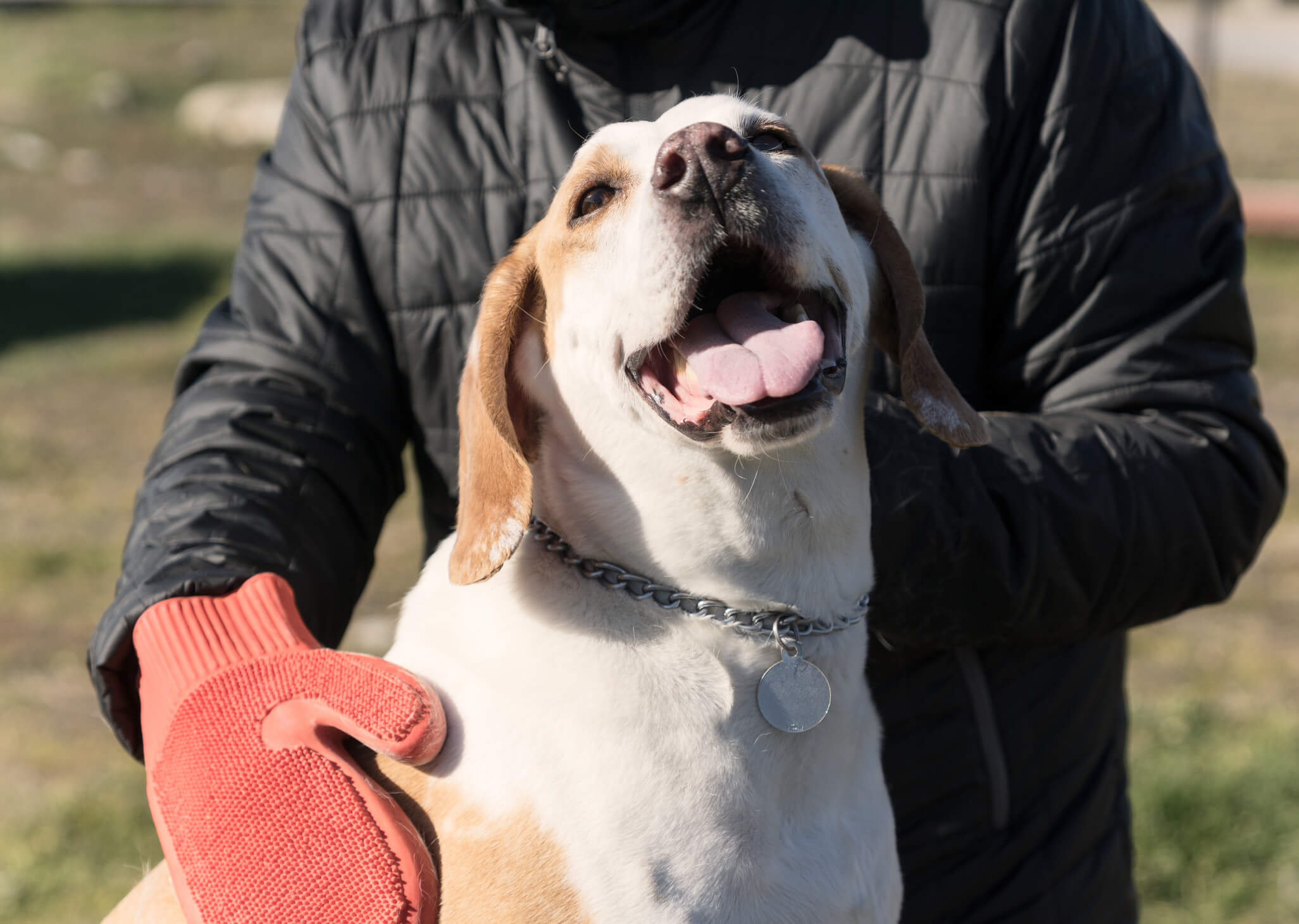 Se acerca el otoño y con él, la pelecha de tu Master Dog