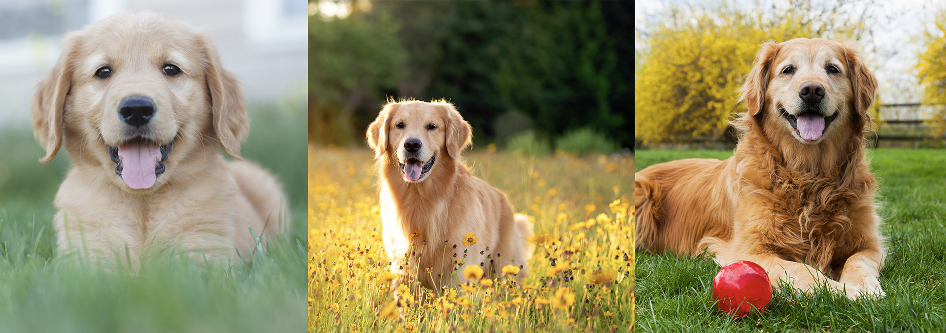 ¿Cómo hacer el cambio de alimento de tu Master Dog según su etapa de vida?