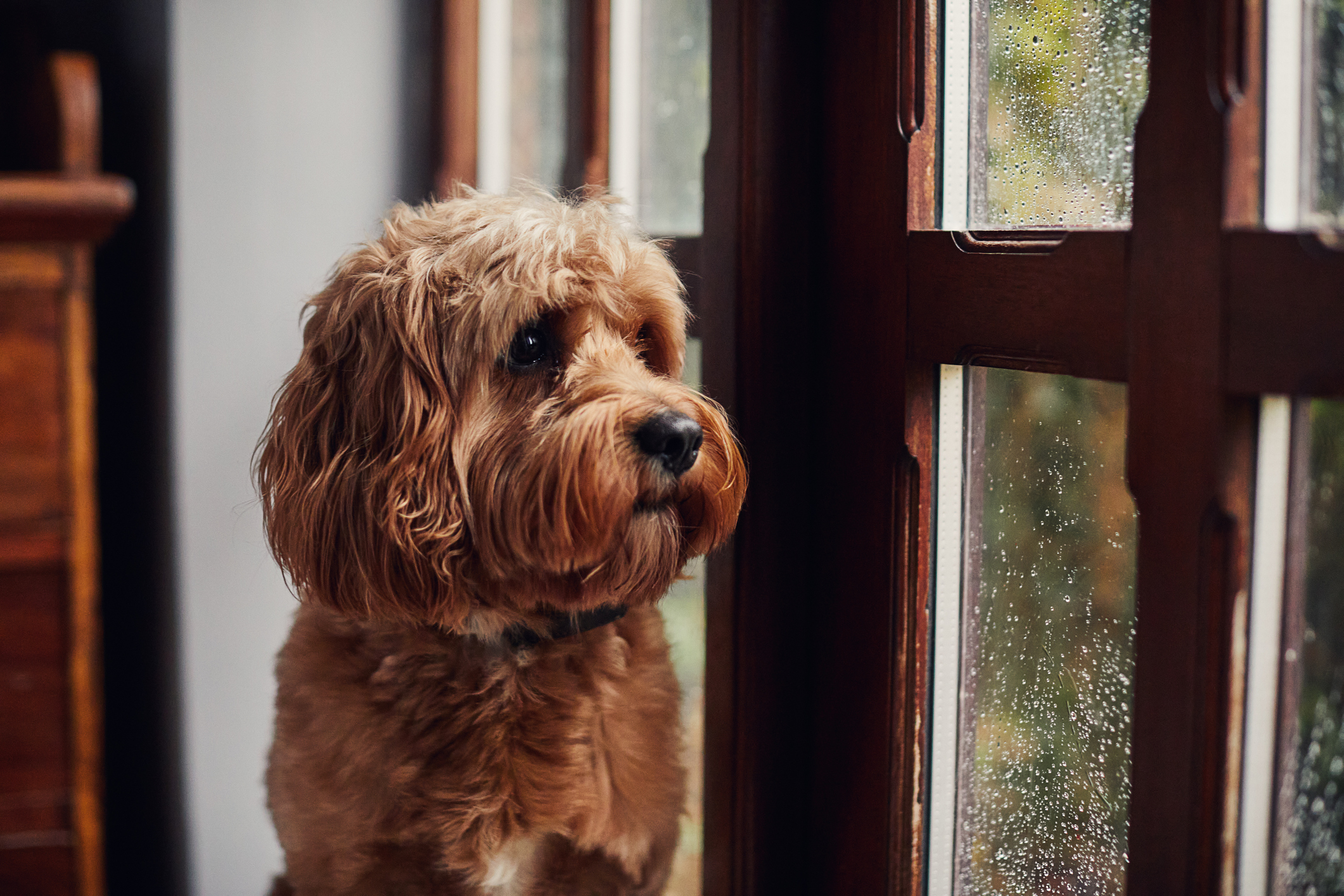 Si tu Master Dog disfrutó de jugar en la lluvia, recuerda secarlo antes de dormir