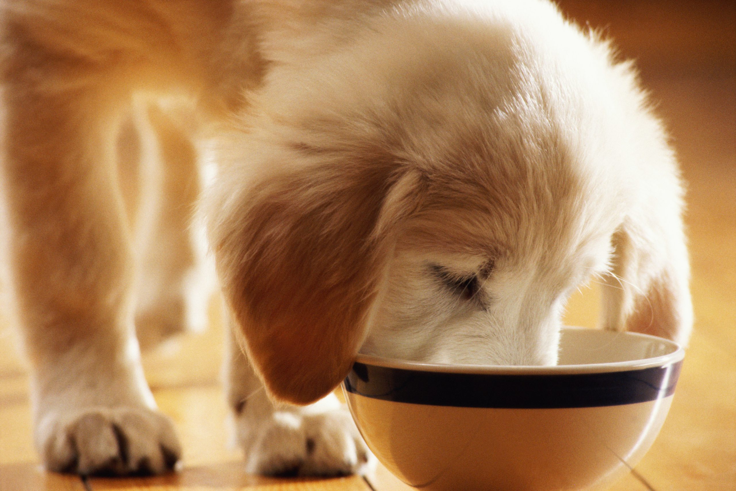 Cuida la alimentación de tu Master Dog en cada etapa de su vida