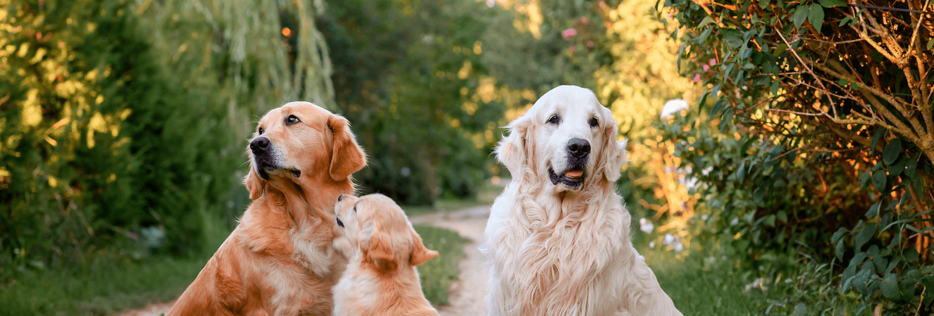 Conoce cada etapa de la vida de tu Master Dog