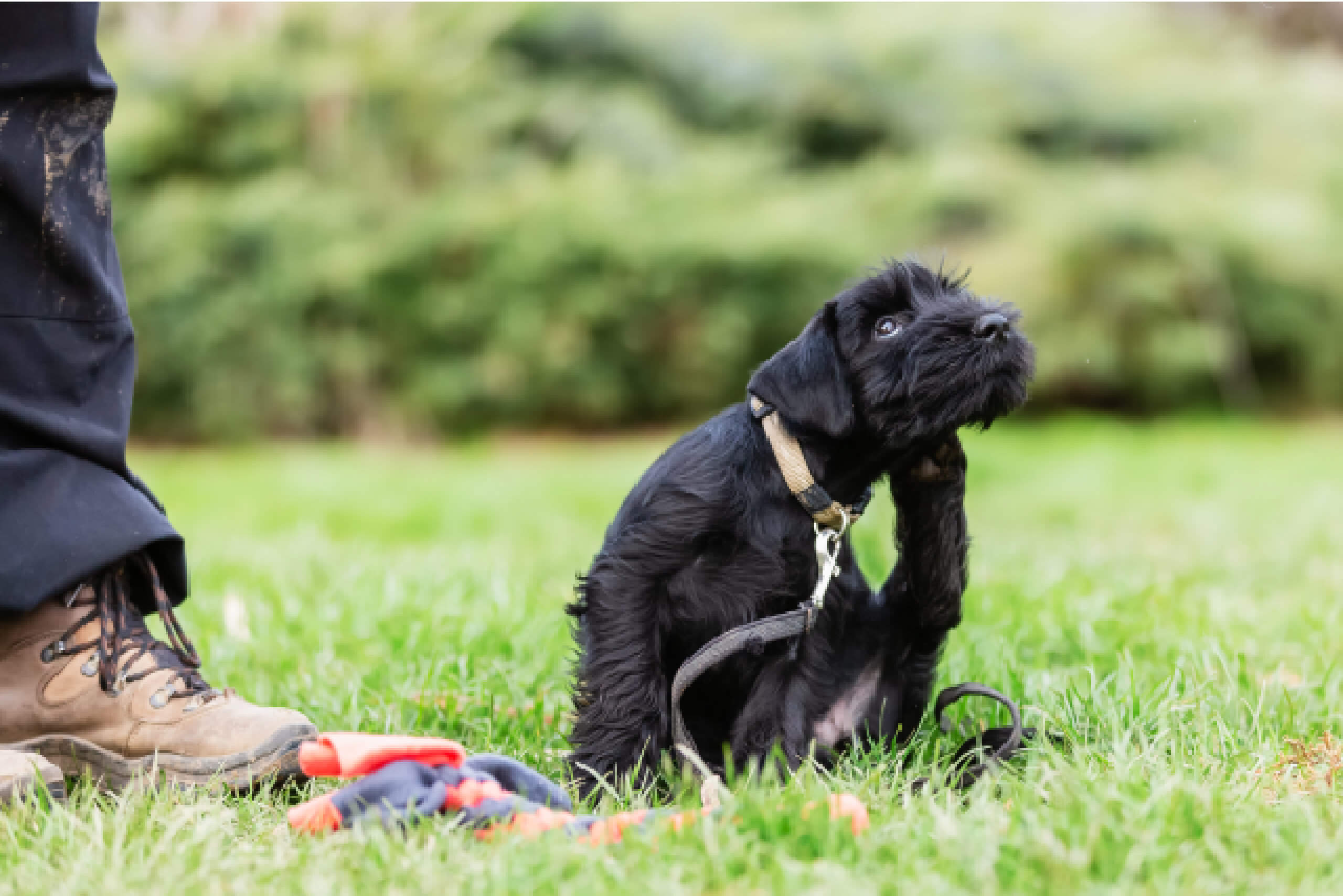 Suben las temperaturas y comienza el momento de proteger a tu Master Dog de las pulgas