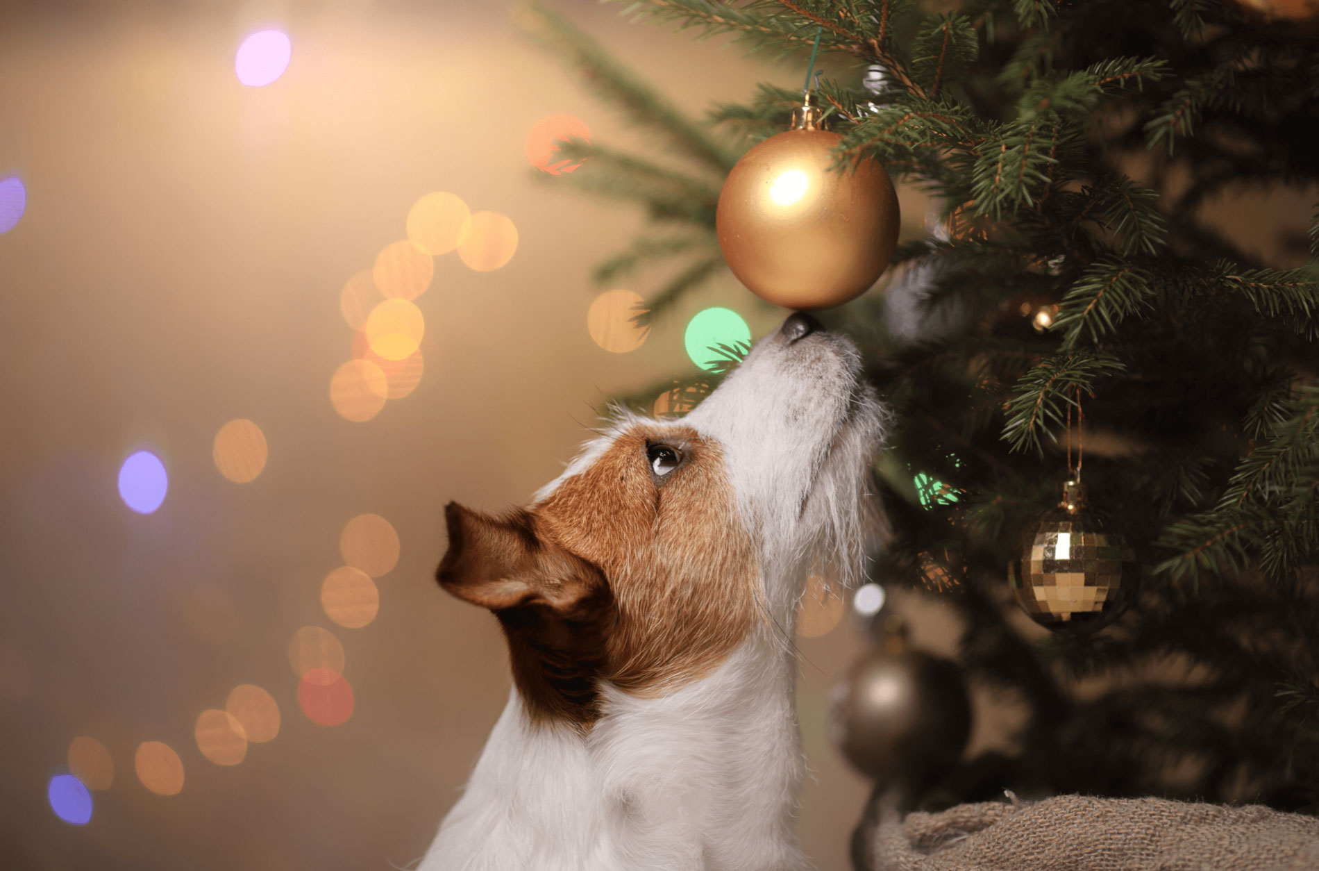 Esta navidad tu Master Dog se merece un regalo especial