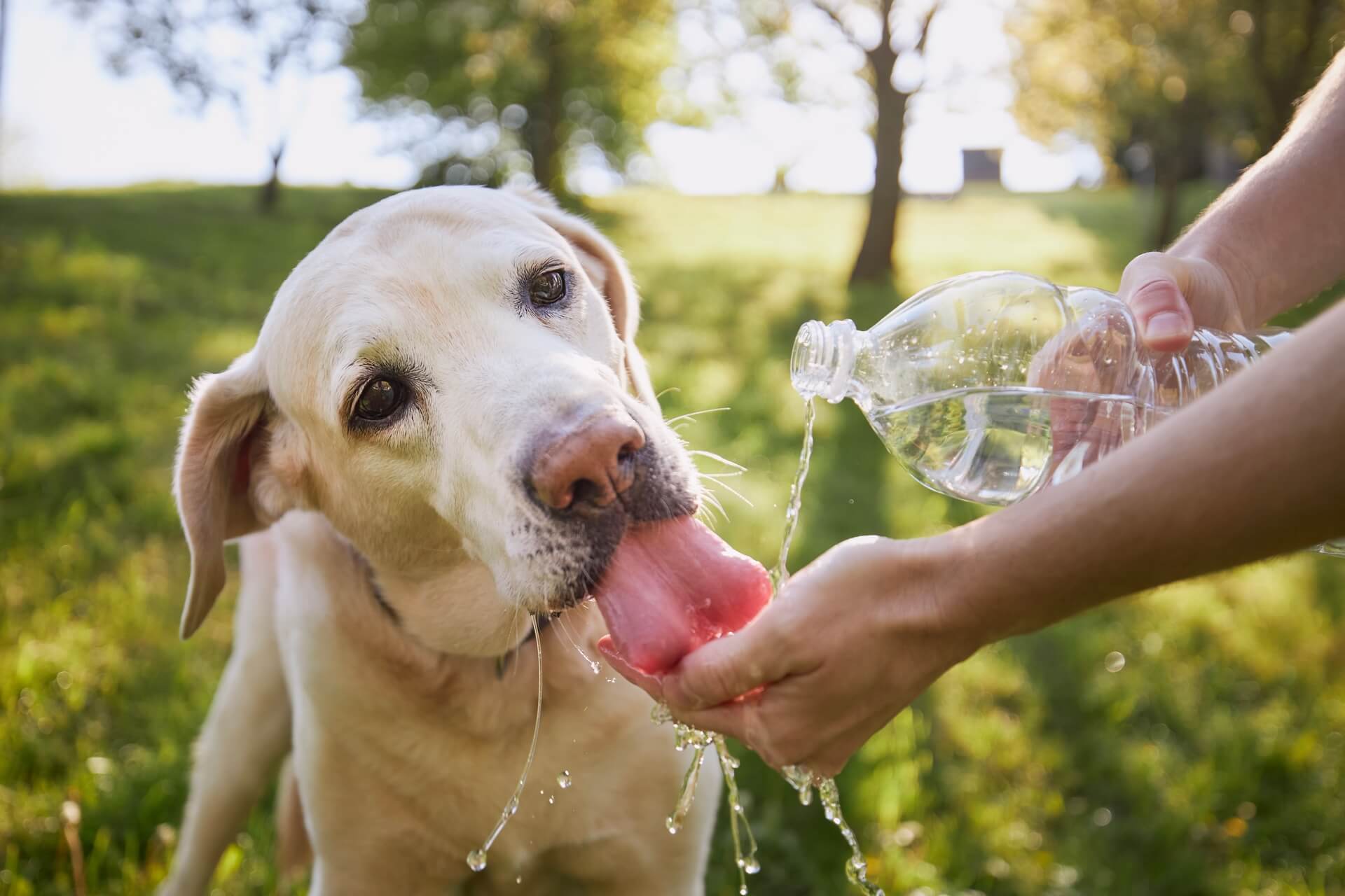 Protege a tu Master Dog de las altas temperaturas