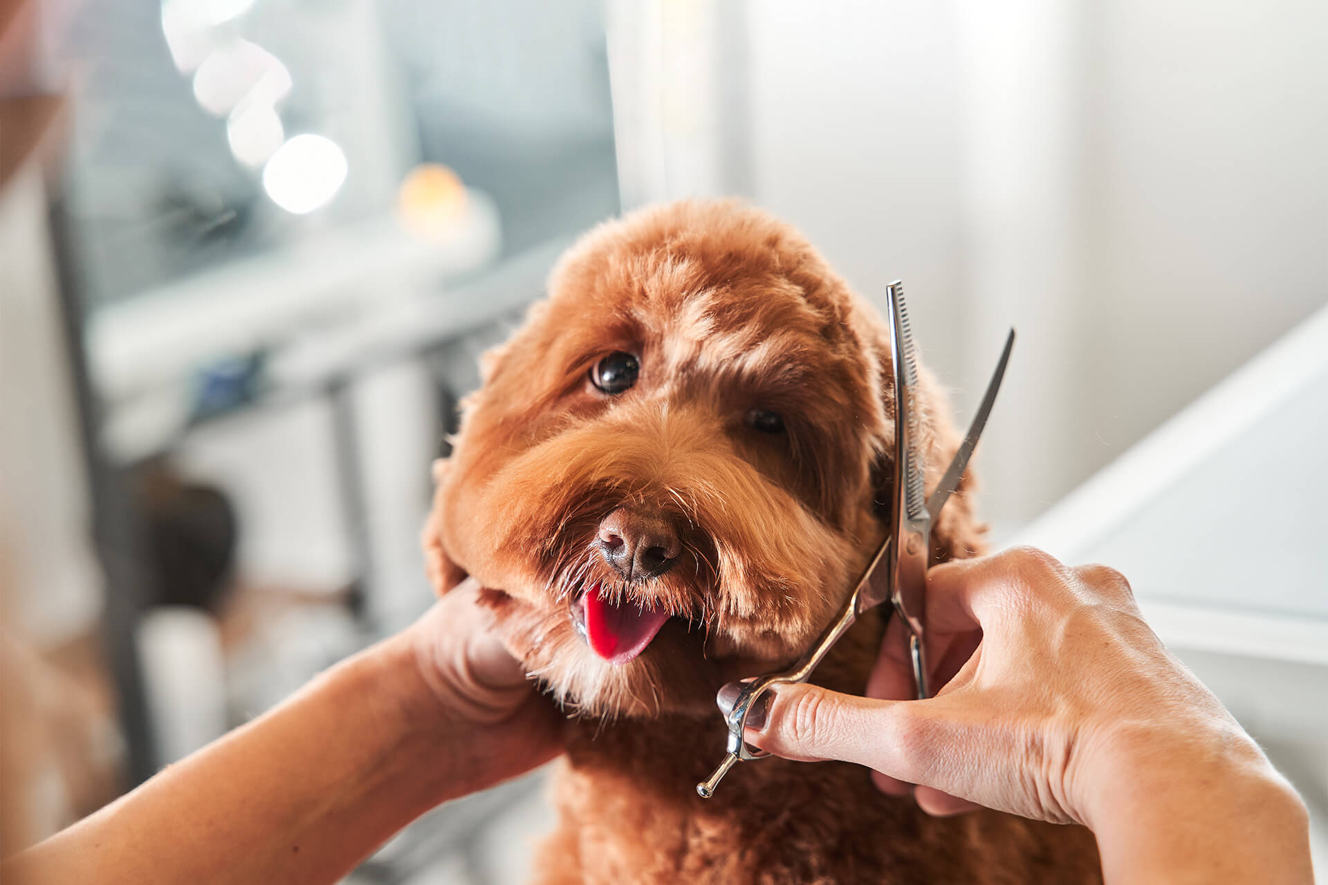 Conoce el largo perfecto para el pelo de tu MasterDog