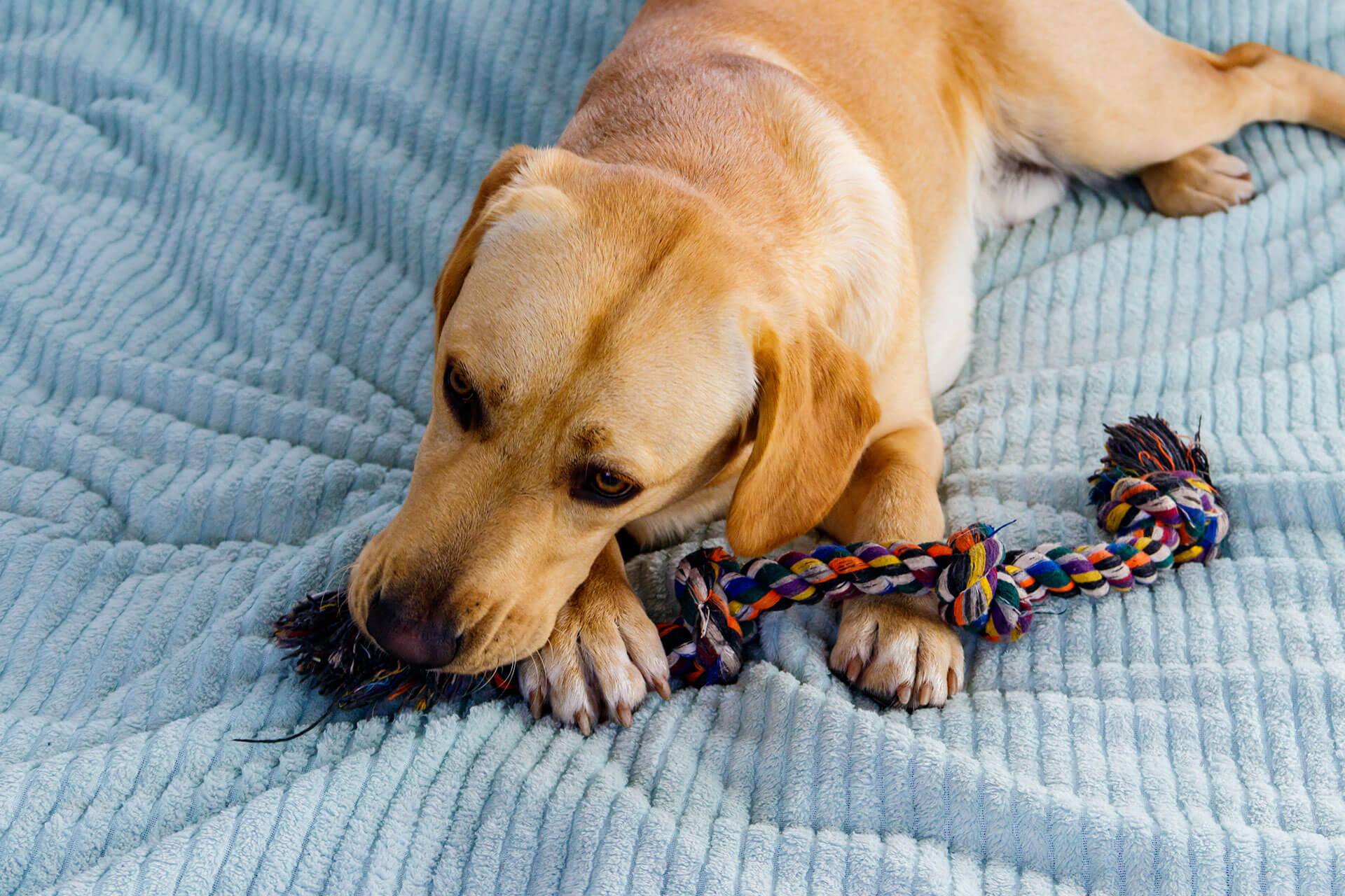 Sorprende a tu Master Dog con un juguete hecho por ti mismo