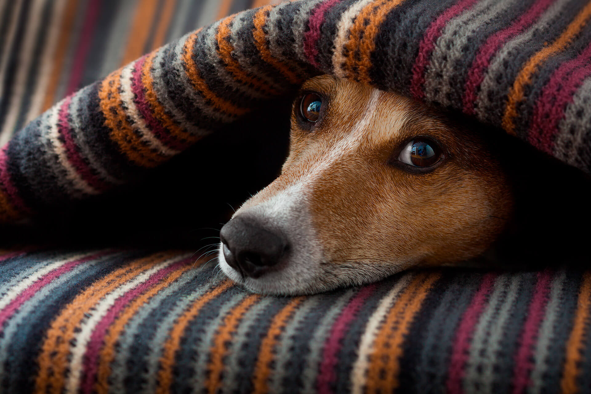 Prepárate para el invierno junto a tu Master Dog