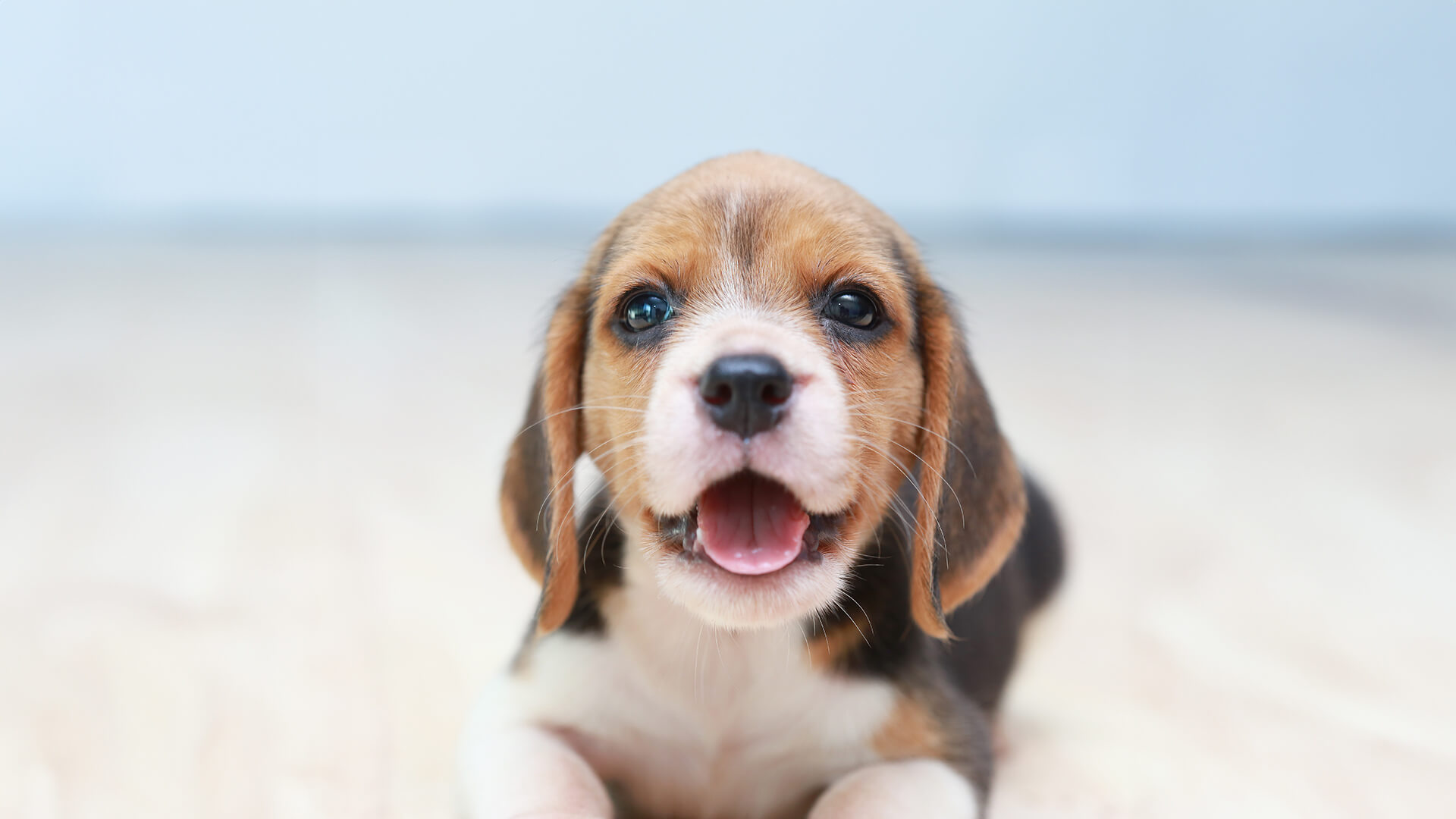 Un nuevo cachorro llega a casa