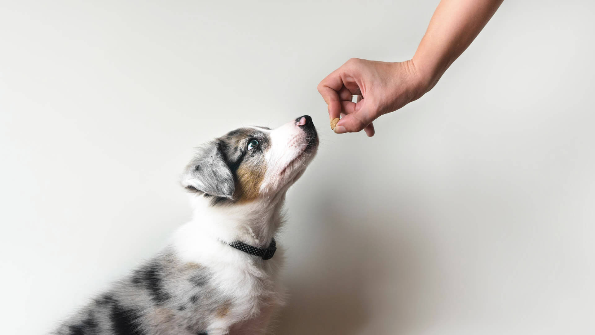 ¿Por qué es bueno darle snacks y alimentos húmedos a mi Master Dog?