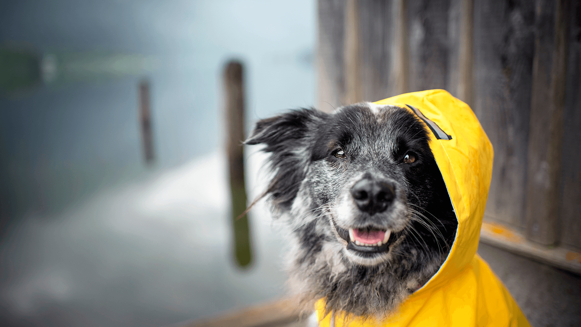 Abril, lluvias mil. ¿Cómo puedo cuidar a mí Master Dog?